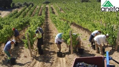 ANEFA promueve una campaña de empleo agrícola para contratar a 2.927 personas