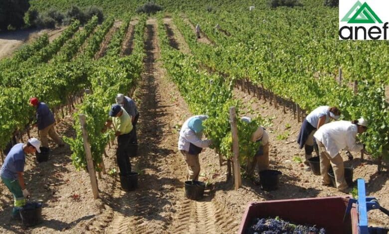 ANEFA promueve una campaña de empleo agrícola para contratar a 2.927 personas