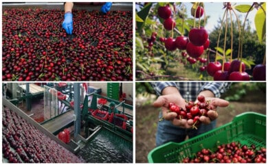 Nuevas ofertas de empleo para la Campaña de Cerezas 2022