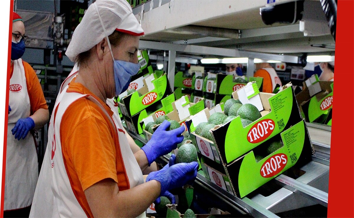 TROPS solicita 50 peones para selección y envasado de frutas