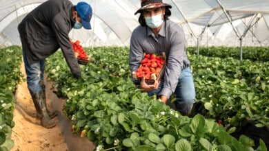 Sector agrario: Se buscan personas para recolectar fresas y otros frutos rojos