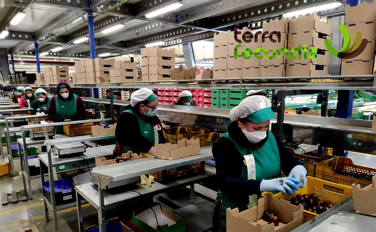Terra Fecundis contratará 50 envasadores para una planta en Murcia