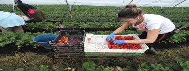 Mercadona, Grupo Eulen y otras empresas requieren personal en Aragón 32 Empleo Trabajadores Agrícolas Frutales