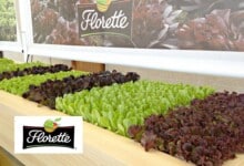 Florette busca incrementar su plantilla con la contratación de 19 operarios