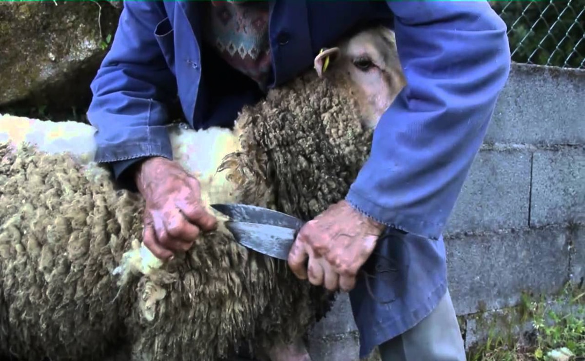 70  esquiladores de ovejas solicita la Junta de Andalucía