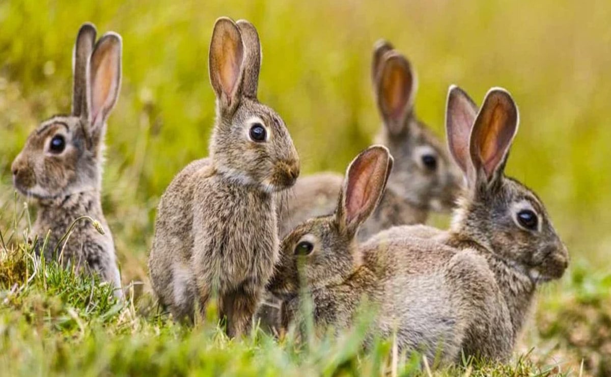 Oportunidades laborales para cazadores de conejos y jabalíes en Cataluña