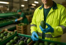 Más de 400 empleos disponibles sin experiencia previa en el sector agroalimentario e industrial